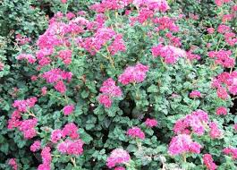 Спирея японская Буллата/Spiraea japonica Bullata 20-30 С7,5