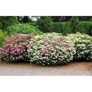 Спирея японская Широбана/Spiraea japonica Shirobana 20-30 С7,5