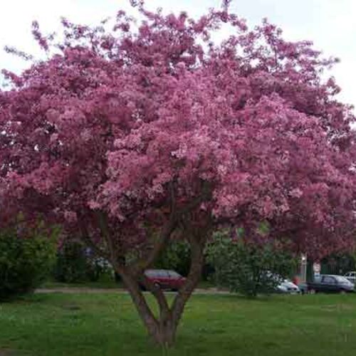 Яблоня декоративная Ола/Malus Ola 100-150 С7