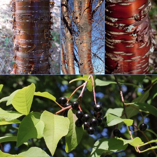Черемуха Маака/Prunus maackii  D12-14 C45