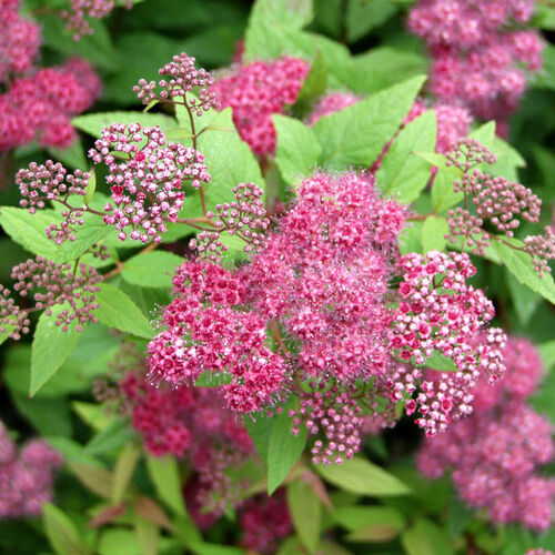 Спирея японская Фробели/Spiraea japonica Froebelii 50-60 C10