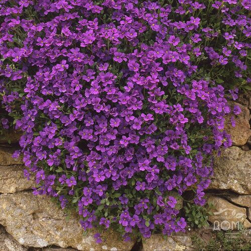 Обриета дельтовидная Каскад Пурпл/Aubrieta deltoidea Cascade Purple Р1,5