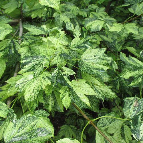 Клен ложноплатановый Леопольди/Acer pseudoplatanus Leopoldii 200-220 С10