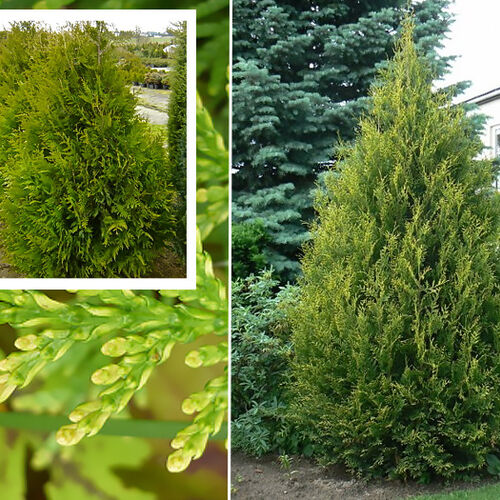 Туя западная Ауреаспиката/Thuja occidentalis Aureospicata 180-200 С60