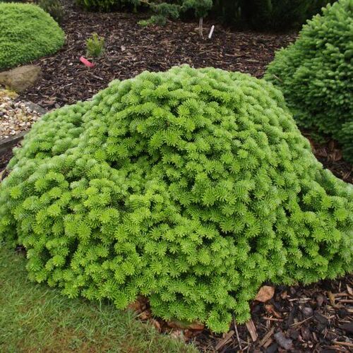 Пихта корейская Тундра/Abies koreana Tundra 25-30 В