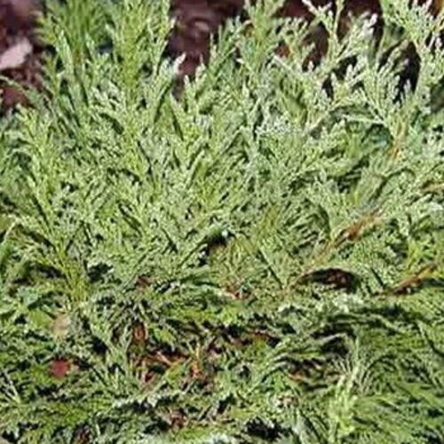 Кипарисовик горохоплодный Уайт Бьюти/Chamaecyparis pisifera White Beauty 100-120 С7,5