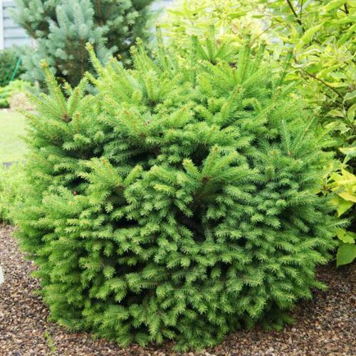 Ель обыкновенная Барри/Picea abies Barryi 30-40 В