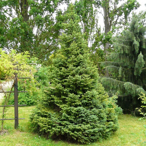 Ель сербская/Picea omorika 140-160 С35
