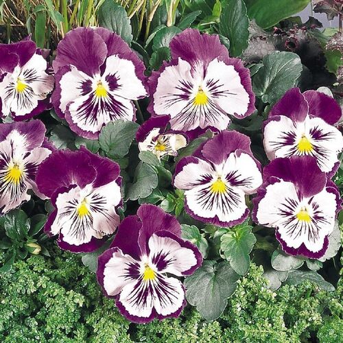 Фиалка Виттрока/Viola wittrockiana