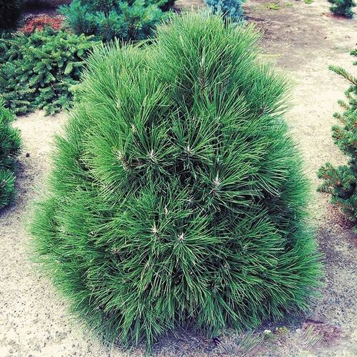 Сосна черная Спилберг/Pinus nigra Spielberg 20-30 С2