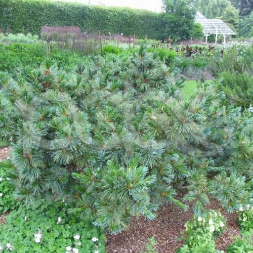 Сосна кедровая стланиковая Драерс Дварф/Pinus pumila Drajers Dwarf 20-25 С2