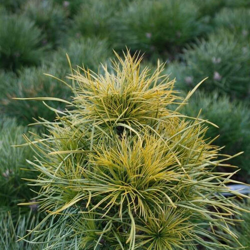 Сосна обыкновенная Ксавери/Pinus sylvestris Xawery 20-25 С1,5 (Верещак)