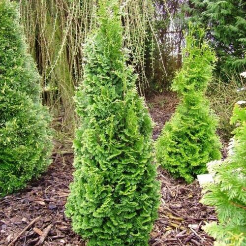 Туя западная Бробекс Тауер/Thuja occidentalis Brobeck`s Tower 140-160 В