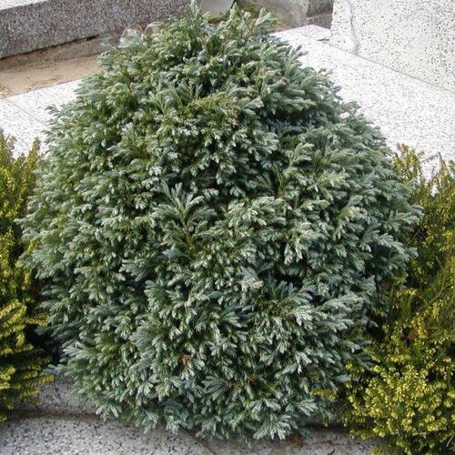 Кипарисовик горохоплодный Булевард/Chamaecyparis pisifera Boulevard 20-30 С2