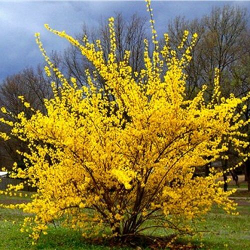 Форзиция промежуточная (средняя) Линвуд/Forsythia x intermedia Lynwood  80-100 С5