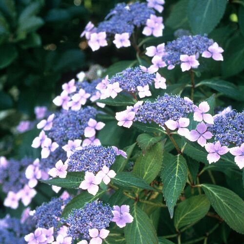 Гортензия пильчатая Блюберд/Hydrangea serrata Bluebird С3