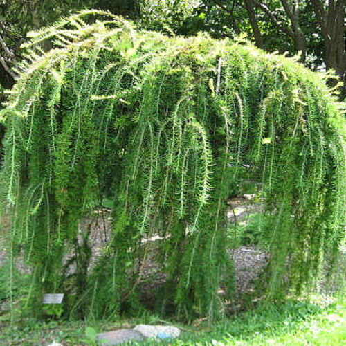 Лиственница европейская Пендула/Larix decidua Pendula 100-120 Ра С5