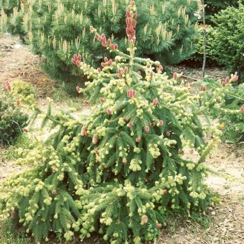 Ель обыкновенная Акрокона/Picea abies Acrocona 80-100 В/С35