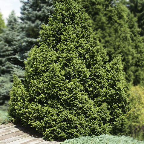 Ель обыкновенная Виллс Цверг/Picea abies Wills Zwerg 30-40 С2