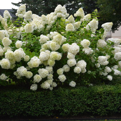 Гортензия метельчатая Грандифлора/Hydrangea paniculata Grandiflora 30-40 C5/С7,5