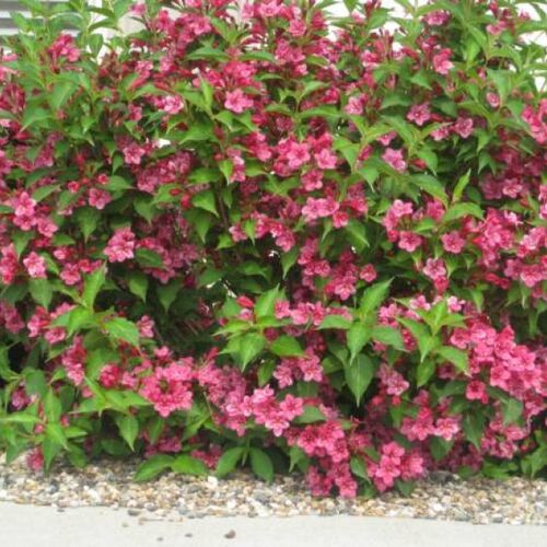 Вейгела гибридная Бристол Руби/Weigela hybrida Bristol Ruby 30-40 C2