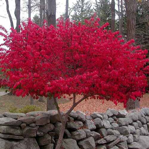 Бересклет крылатый Компактус /Euonymus alatus Compactus 160-180 Ра С15