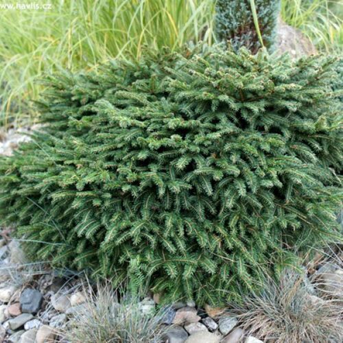 Ель сербская Карел/Picea omorica Karel 40-60 С10