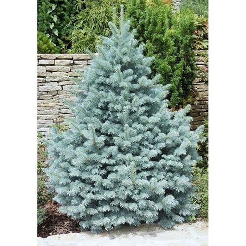 Ель колючая Блю Маунтин/Picea pungens Blue Mountain 80-100 С15