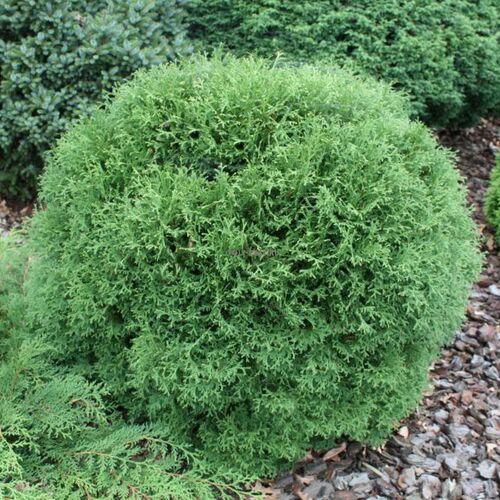 Туя западная Тини Тим/Thuja occidentalis Tiny Tim 20-30 С2