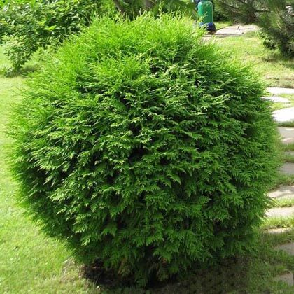 Туя западная Глобоза/Thuja occidentalis Globosa 40-60 С7,5 СП
