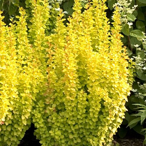Барбарис Тунберга Голден Рокет/Berberis thunbergii Golden Rocket 30-40 С5
