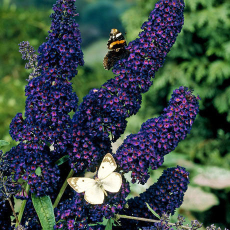 Буддлея Давида Блэк Найт/Buddleja davidii Black Knight С2