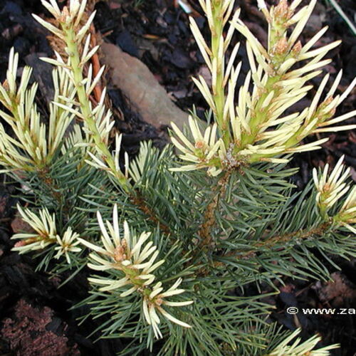 Сосна обыкновенная Аргента/Pinus sylvestris Argentea 380-400 С130