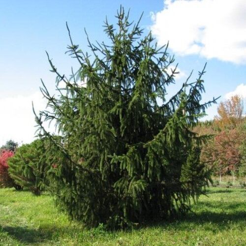 Ель обыкновенная Виргата/Picea abies Virgata 260-280 C130