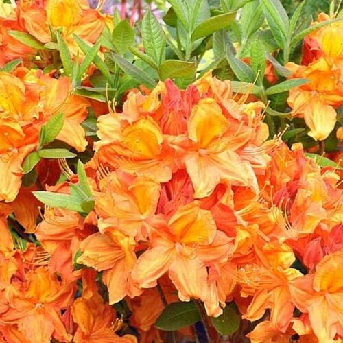 Рододендрон листопадный Глоуинг Эмберс/Rhododendron luteum Glowing Embers 40-50 С4