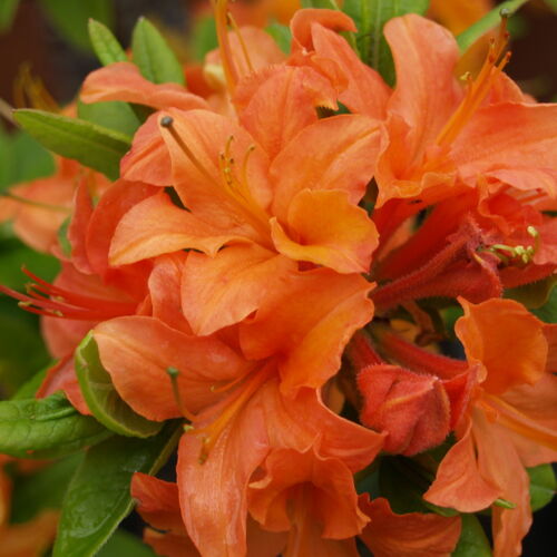 Рододендрон листопадный  Мандарин Лайтс/Rhododendron luteum Mandarin Lights С5