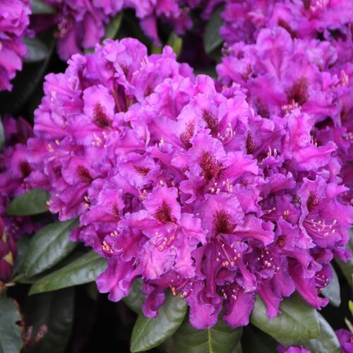 Рододендрон гибридный Азурро/Rhododendron hybrid Azurro 20-30 С2
