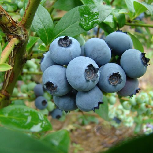 Голубика высокорослая Река/Vaccinium corymbosum Reka C3