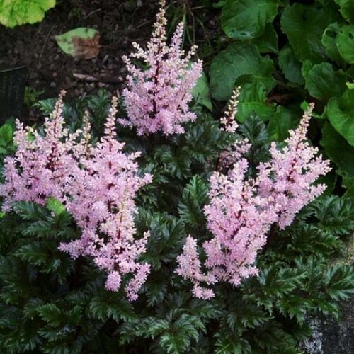 Астильба курчавая Перкео/Astilbe crispa Perkeo С2