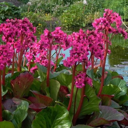 Бадан сердцелистный/Bergenia cordifolia P1.5
