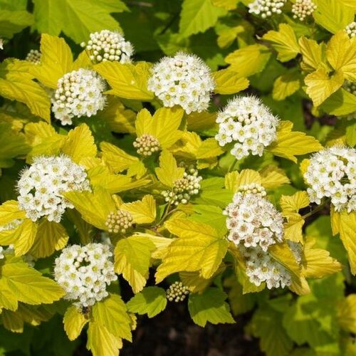 Пузыреплодник калинолистный Дартс Голд/Physocarpus opulifolius Dart’s Gold С3 СП