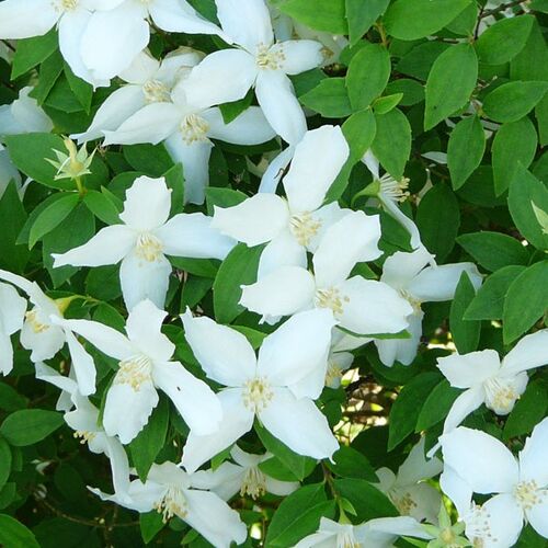 Чубушник Лемуана (гибридный) Сильберегген/Philadelphus × lemoinei Silberregen Р9