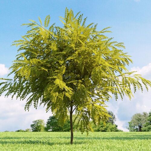 Робиния (лжеакация) Фризия/Robinia pseudoacacia Frisia Р9