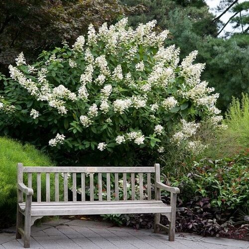 Гортензия метельчатая Киушу/Hydrangea paniculata Kyushu 60-80 C7,5 СП