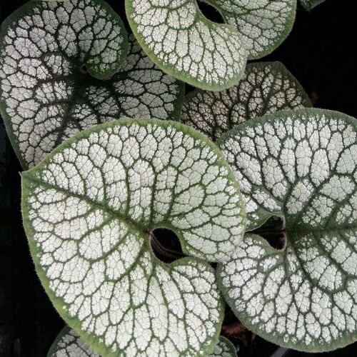 Бруннера крупнолистная Си Харт/Brunnera macrophylla Sea Heart Р1,5