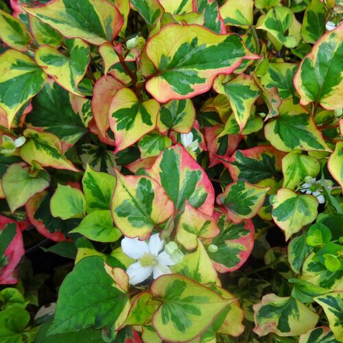Хауттюйния сердцевидная Хамелеон/Houttuynia cordata Chameleon Р1,5