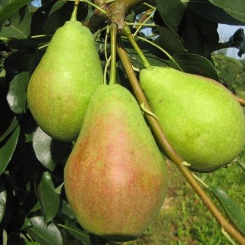 Груша Русская Красавица (осенняя) С6