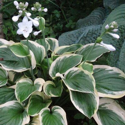 Хоста гибридная Диана Ремемберед/Hosta hybrid Diana Remembered Р1,5