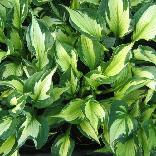 Хоста гибридная Уайрлвинд/Hosta hybrid Whirlwind С3