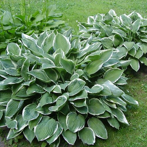 Хоста Форчуна Патриот/Hosta fortunei Patriot Р1,5